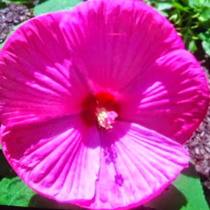 Meet your Posher, Deanna